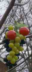 Christmas Grapes