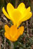 Yellow Crocus
