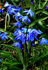 Blue Squill