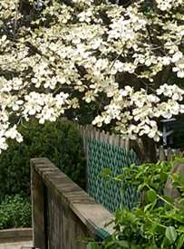 Dogwoods in the Backyard