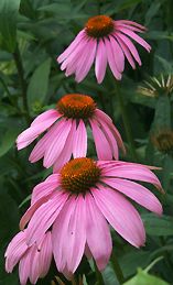 Echinacia