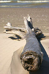 Dead Log Washed Up on Beach
