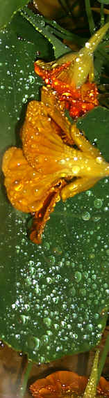 Nasturtium Blooms