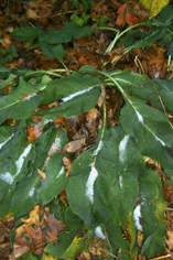 Comfrey dusted with snow.