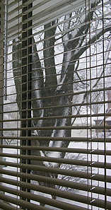 A view of the snowy maple tree through the window.