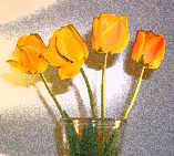 Tulips in Vase