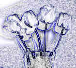 Faded Tulips in Vase