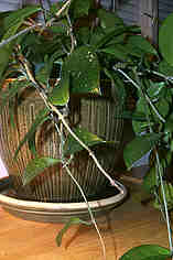 Hoya House Plant