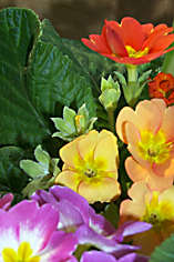 Primrose Blooms