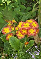 Primroses