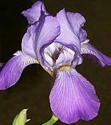 Iris is bloom.