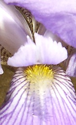 Purple Iris Close Up