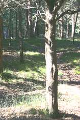 Pine tree in the sun.