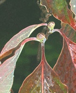 Dogwood leaves, next springs buds.