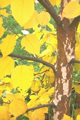 Yellow leaves on birch tree.