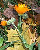 Calendula and a fallen maple leaf.