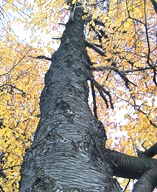 Cherry Tree Trunk and Fall Leaves