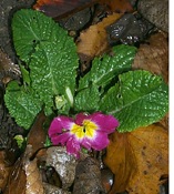Evening Primrose Pink and Yellow