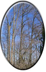 Blue sky and bare tree branches.