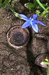 Acorn Cap & Spring Bloom Close Up