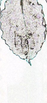 Outline Falling Leaf