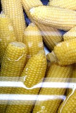 Corn Cobs Underwater
