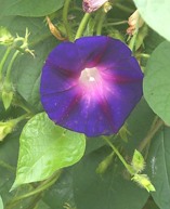 Morning Glory