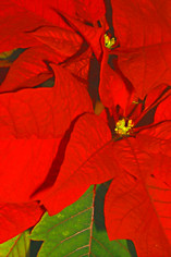 Poinsettia Bloom