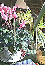 Sunny Cluttered Tabletop