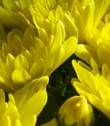 Another Yellow Marigold