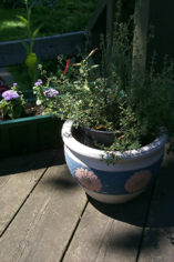Potted Thyme on the deck.