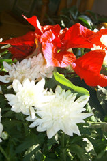 Poinsetta & Chrysanthemum