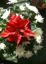 Poinsetta & Chrysanthemum