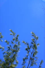 Pine branches against a blue sky.