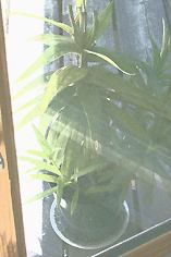 Lillies seen through the window.