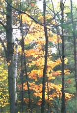 Fall Coloured Leaves