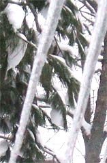 Icicles & Pine