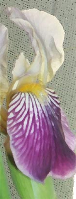 Iris from my garden on a hot June day.