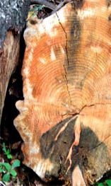 tree rings on a pine log