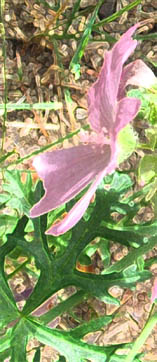 Pink Wild Mallow