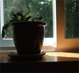 ray of sunshine on the window sill