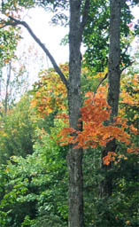 Orange and Yellow Autumn Leaves Contrasting Against Green Leaves and Bark