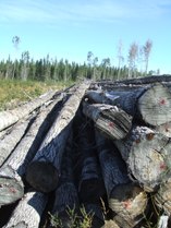 Abandoned logs from logging company.