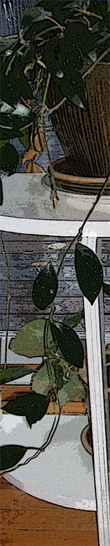 hoya plant
