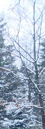 Snow falling through the pine trees.
