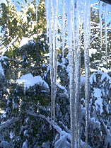 Icicles, snow, pines, blue sky.