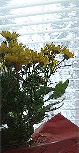 Yellow Chrysanthemum