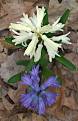 Hyacinth in Maggie's Garden