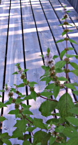 Mint in the morning sun.