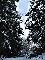 Evergreens with Snow